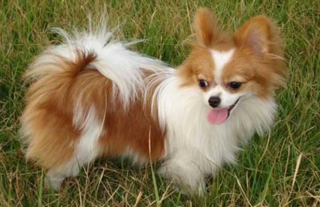 蝴蝶犬和什么狗配好看?这几种都是不错的选择