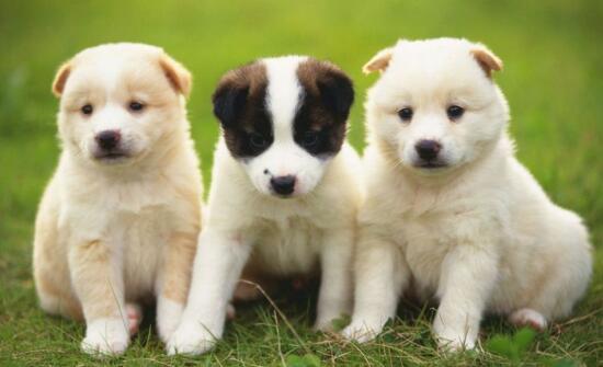 狗能吃土豆吗？土豆在某些地方可是主粮啊