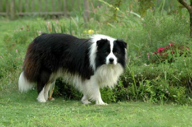 边境牧羊犬咬人吗?是否要人取决于教导