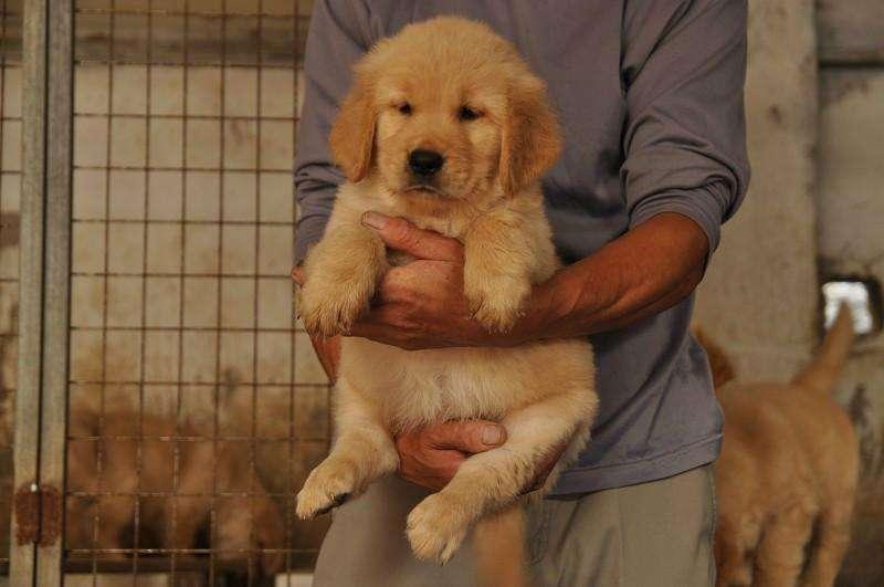 金毛幼犬如何训练?智商高也要好方法