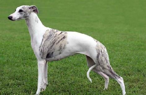 惠比特犬和格力犬哪个好?区别与对比了解下