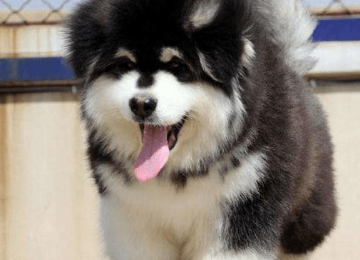 如何训练阿拉斯加幼犬?这些方法用了吗