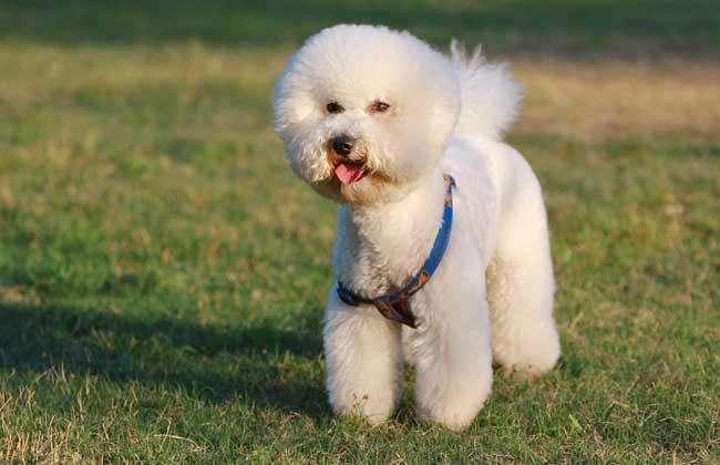 贵宾犬和比熊哪个聪明？可以这样对比一下