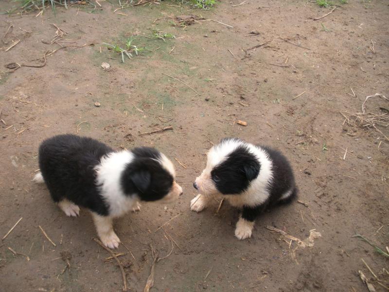 狗能吃虾吗？毕竟是海鲜，适量的喂