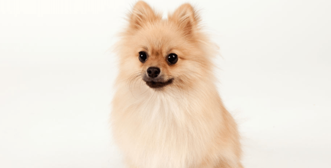 博美犬吐了怎么办,请对症下药勿乱来