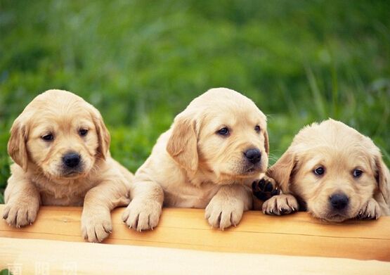 宠物名字大全，原来名字还可以这样起