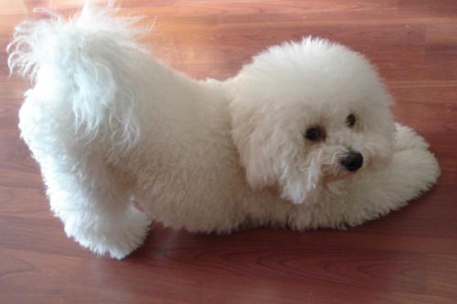 比熊犬吃什么!这样喂才会茁壮成长~