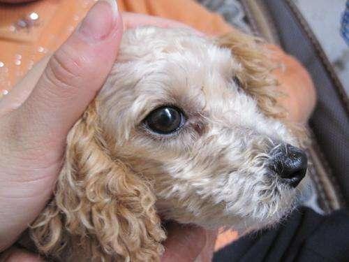 泰迪狗狗皮肤病传染吗？这些知识你要明白