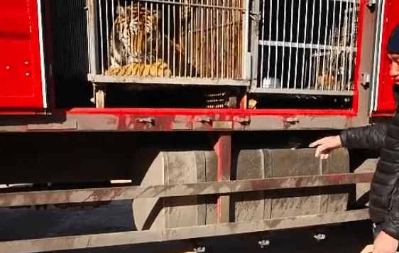 藏獒见到老虎的反应,你猜猜谁秒怂