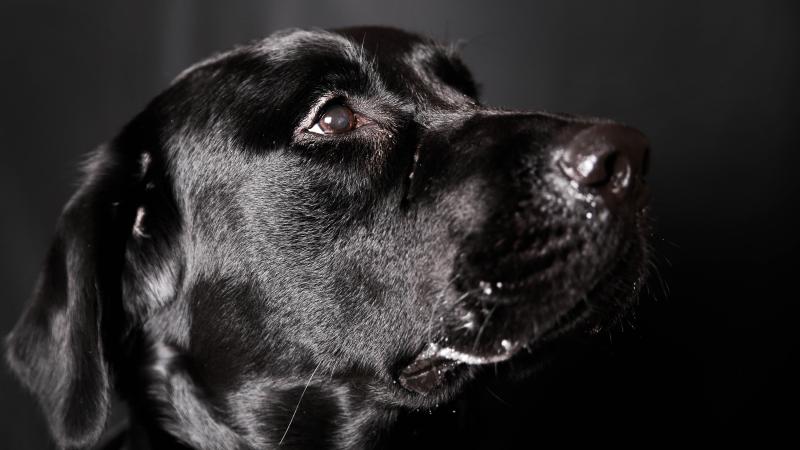 狗得了皮肤病怎么治?这个要分情况