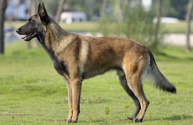 马犬胆子太小怎么办?怎么进行有效改善