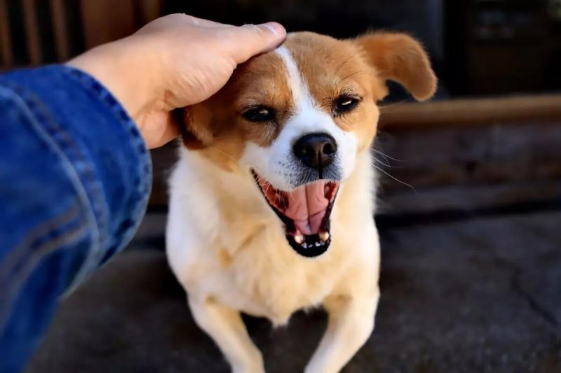 狗狗拉稀怎么治?试试土办法