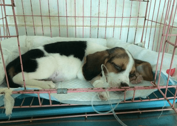 肠套叠怎么治疗?常见的做法就是这样