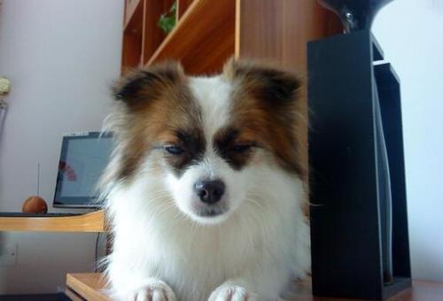 蝴蝶犬吃什么狗粮好？符合这些条件的都不错