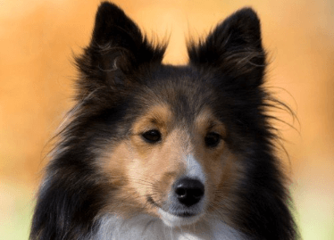 博美犬的名字取什么好听?看主人自己的想法