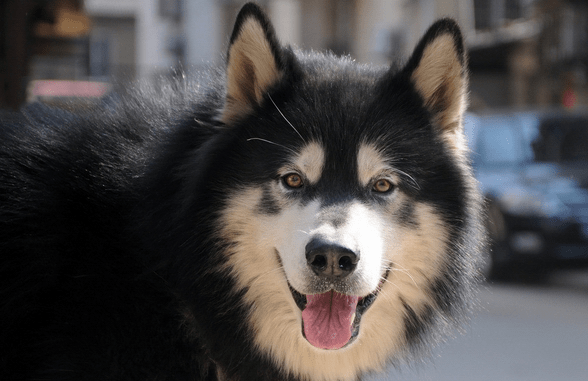 阿拉斯加什么颜色最贵?这颜色你绝对想不到