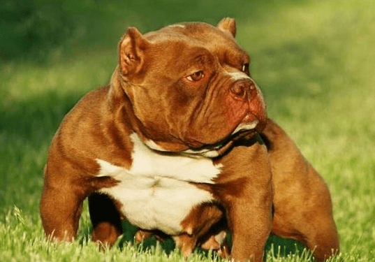 恶霸犬什么颜色贵,它到底是什么“恶霸”