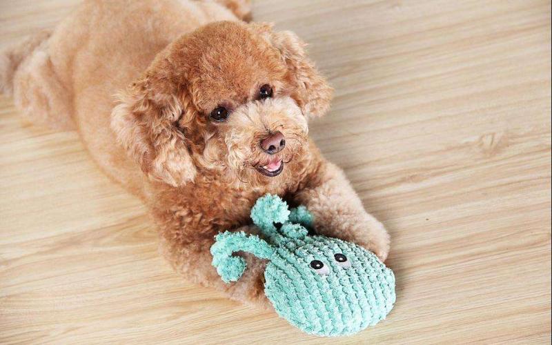 贵宾犬和比熊的区别，不细看还真感觉不出来