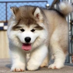 阿拉斯加纯种幼犬价格,不偏心客观的来对比下