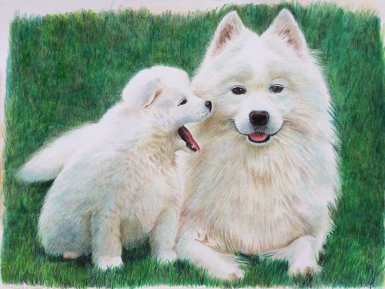 萨摩耶食量大吗,它的胃真的是无底洞吗?