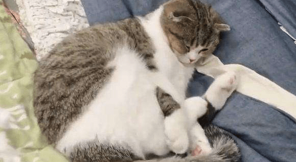 猫什么时候绝育?一般这个时候就可以了