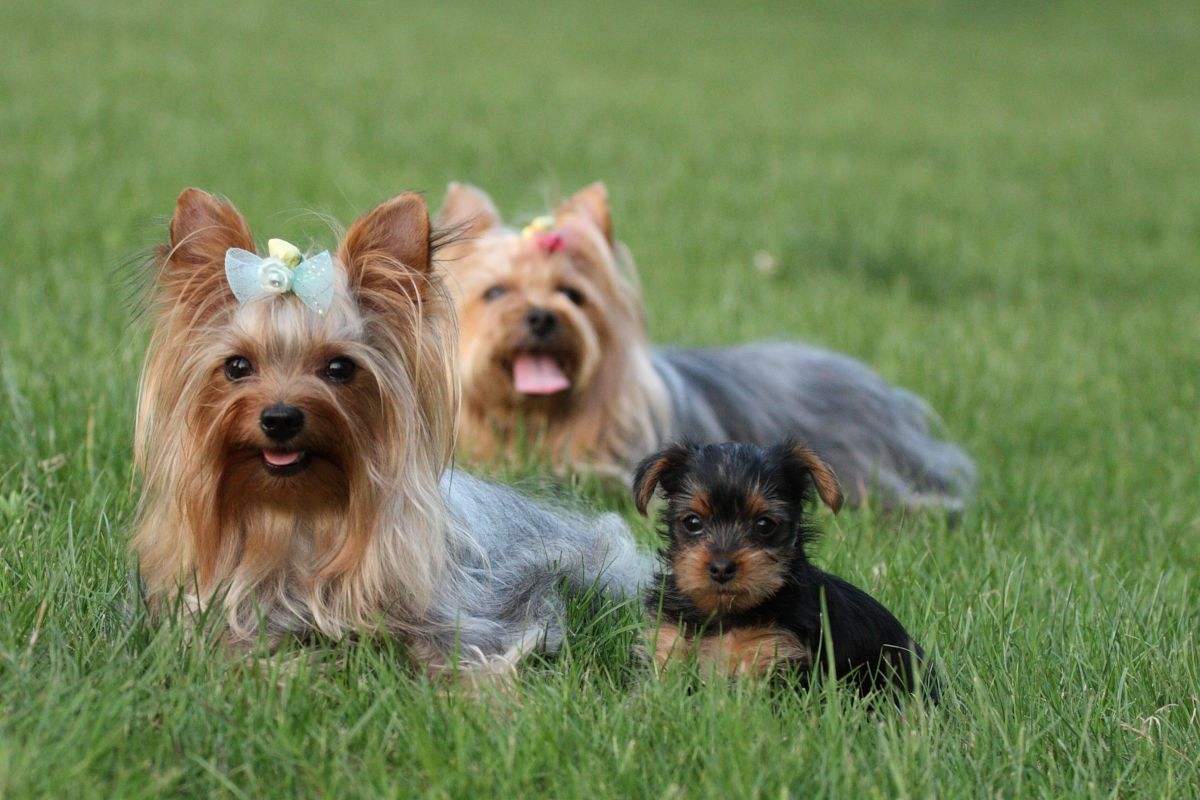 约克夏犬掉毛吗，&ldquo;长发美犬&rdquo;练成记