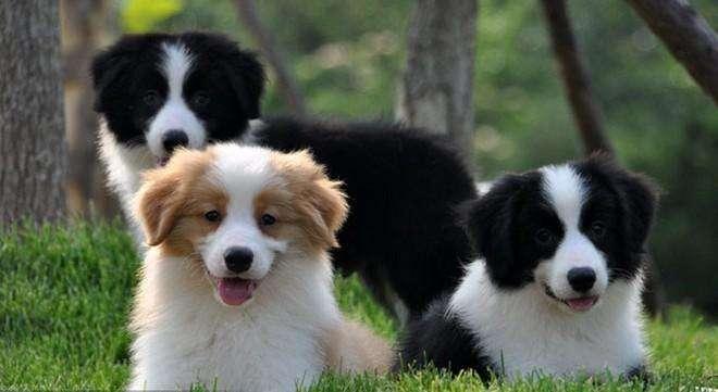 养边境牧羊犬还是金毛好?不这样对比还真难选择