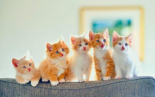 小猫几个月可以洗澡?一般是这个月龄后