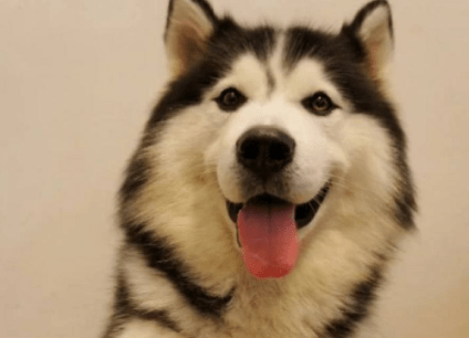 哈士奇怎么选?教你挑到心仪二哈