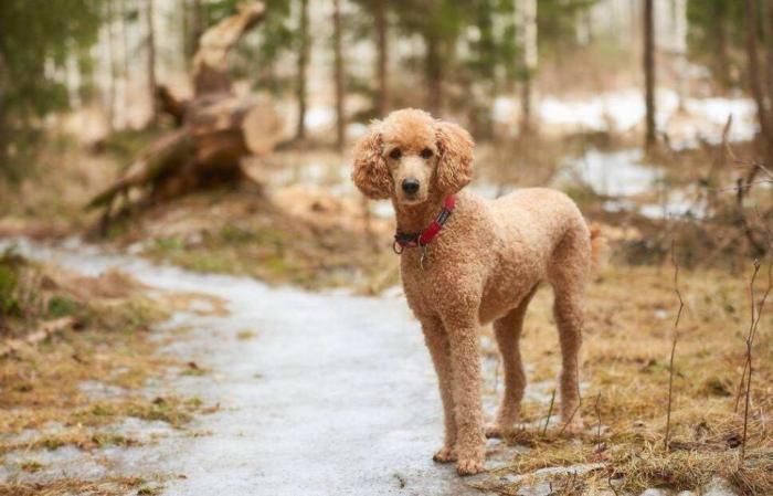 贵宾犬吃哪种狗粮好?健康可口就是好的