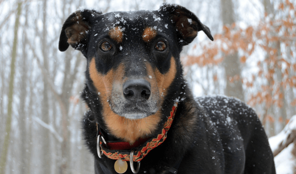杜宾犬咬人吗,兔子急了也会咬人