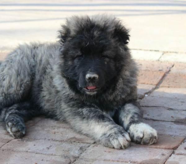 高加索幼犬怎么喂养?详细的喂养知识