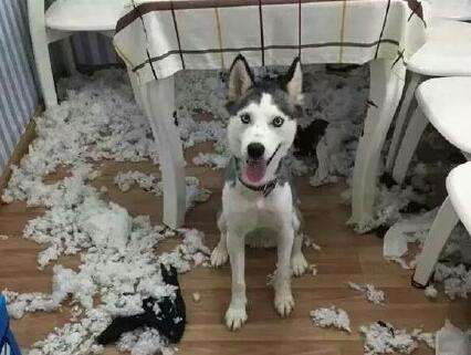 哈士奇性格 戏精的世界