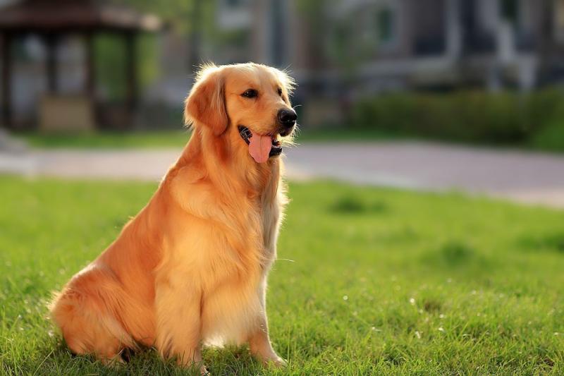 金毛犬和贵宾犬哪个贵?还是要看这些方面