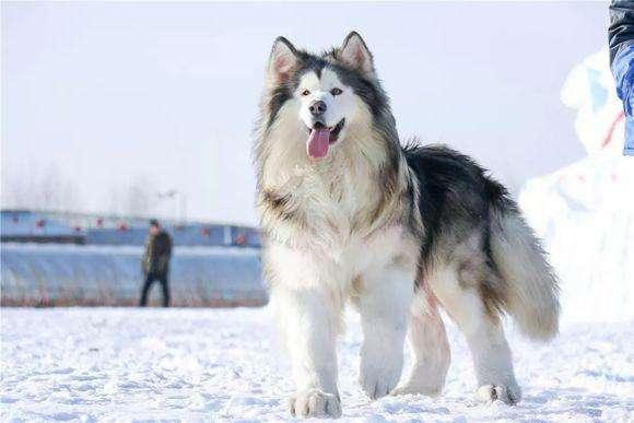 阿拉斯加幼犬怎么训练,你应该要这样来