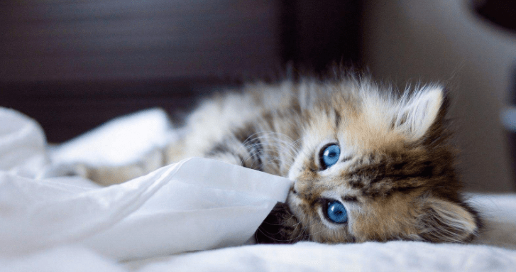 猫瘟能治好吗?这是个很严重的情况