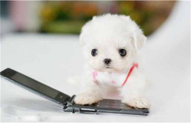 茶杯犬寿命,真相竟如此“悲惨”