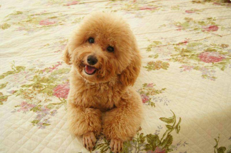 贵宾犬牙齿怎么看年龄,一般是按照这个标准