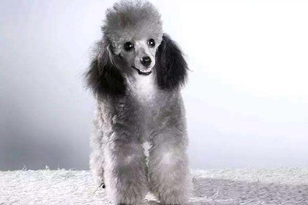 贵宾犬爱睡觉正常吗?综合这些方面来看