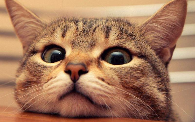 猫咪夏天怕热吗？看完就能涨知识！