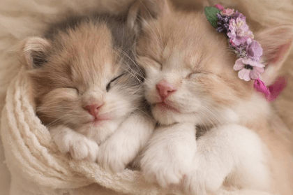 铲屎官什么意思?顾名思义,意如其名