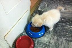 土狗吃什么狗粮好?只要是正品都可以