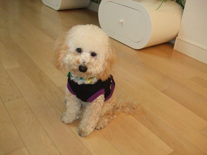 贵宾犬可以吃骨头吗?建议是不要给骨头