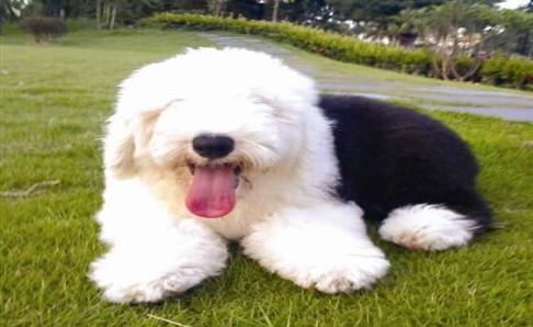 古牧犬优缺点,爱屋及乌就是这感觉