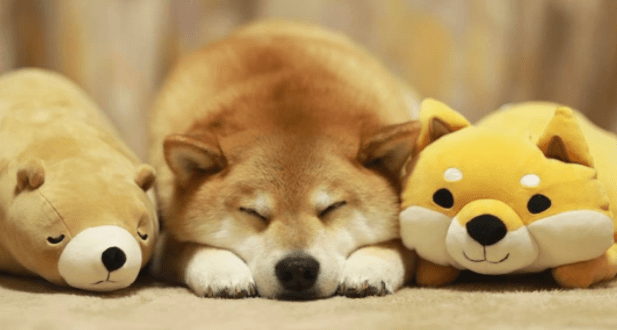 柴犬最大能长多大？只能算中小型犬