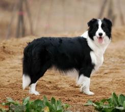 边境牧羊犬有多大?标准的体型是这样的