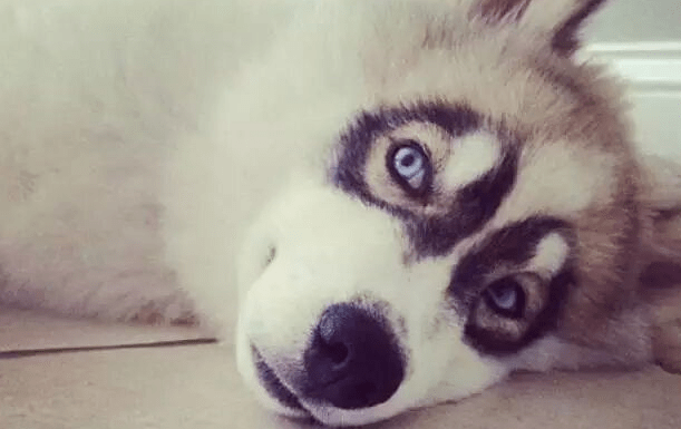 狗狗黑眼圈严重怎么办？有外在的原因也有内在的