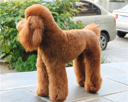 贵宾犬能听懂人说话吗?看看是怎么个说法