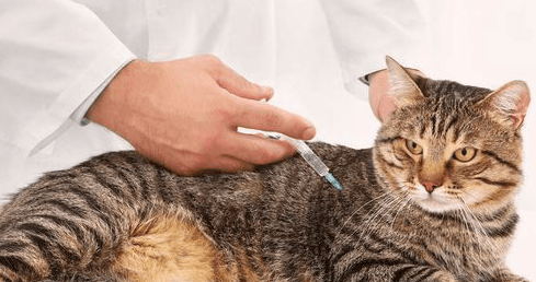 小猫感冒了怎么办?这些小细节请注意