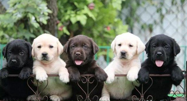 宠物名字大全，原来名字还可以这样起